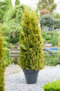 Bild von Thuja